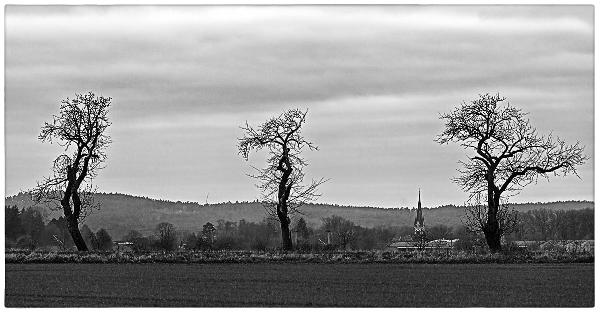 Kirchenbäume_BW.jpg