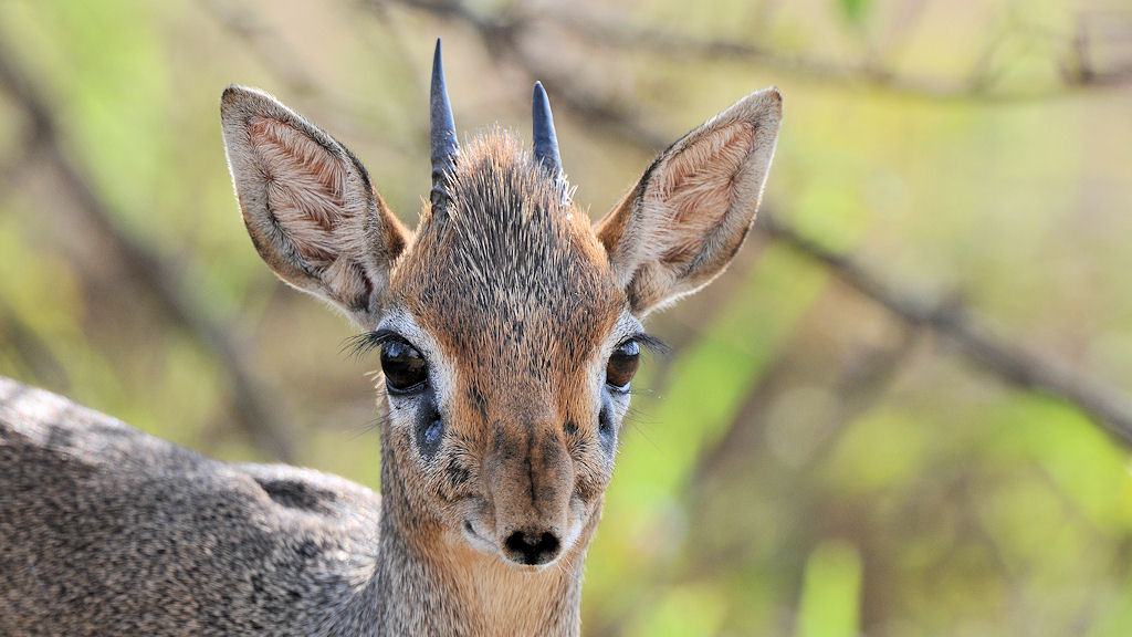 Kirk Dikdik (Zwergantilope)
Seronera, Serengeti
3882