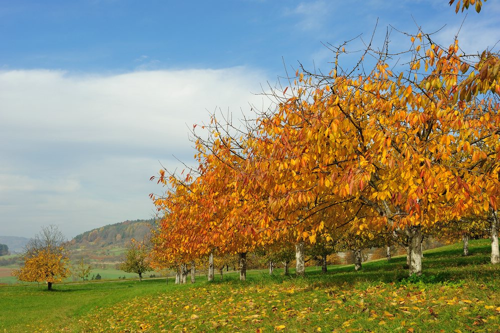 KirschbaeumeimHerbst1