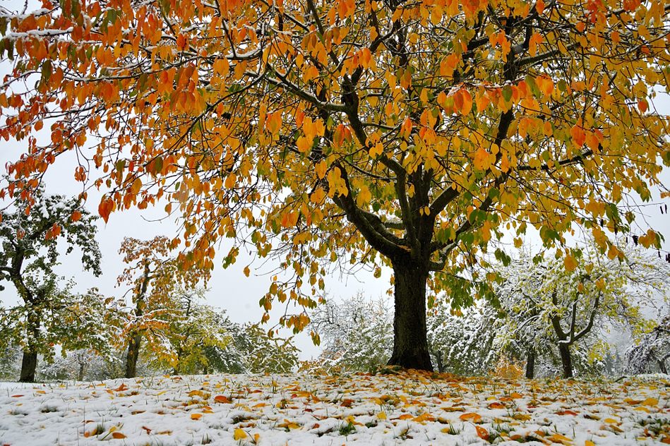 Kirschbaum 67235