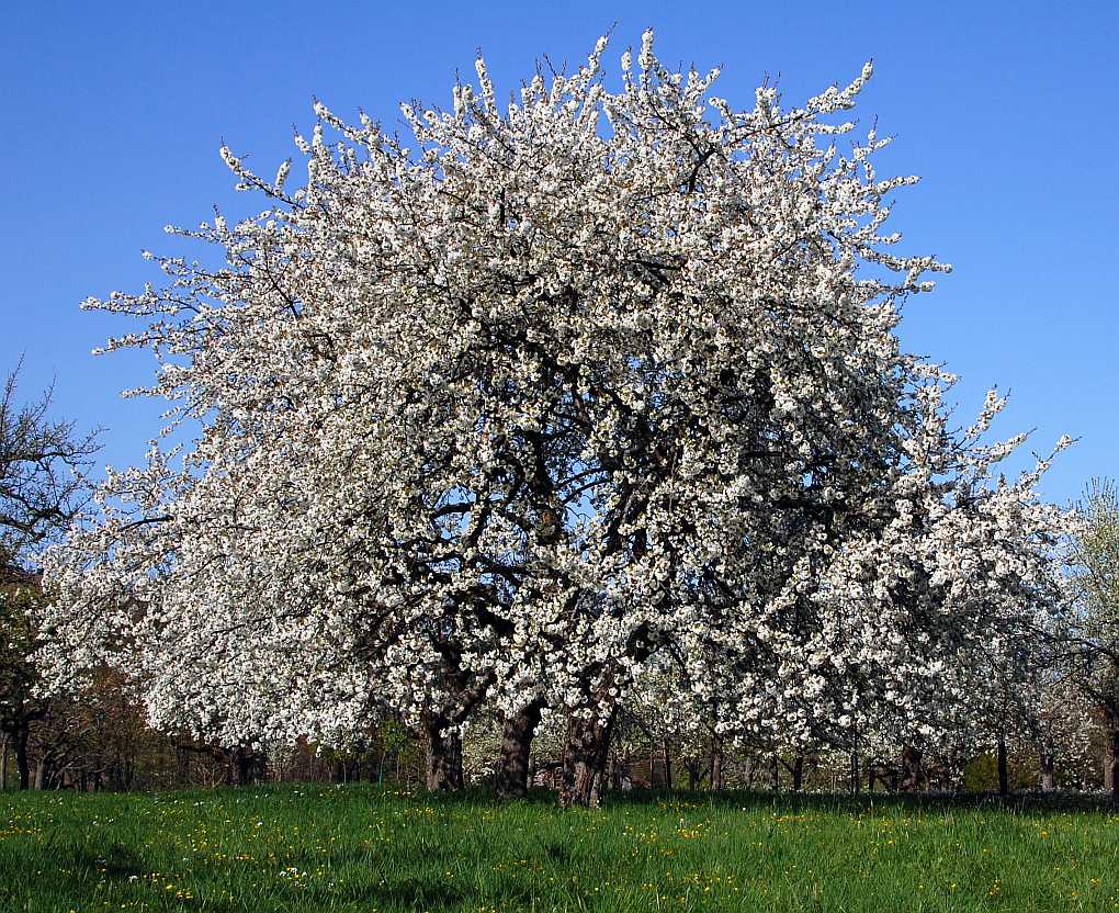Kirschbaum
