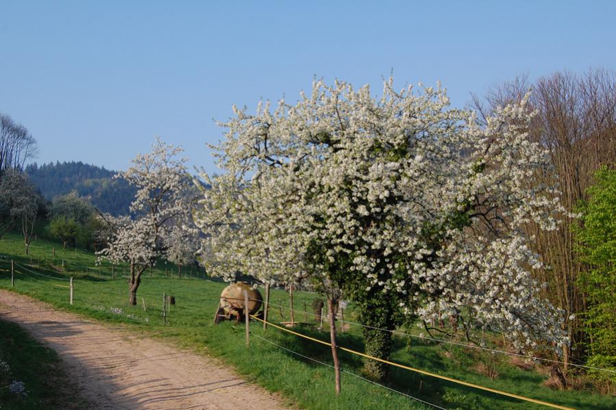 Kirschbaum2 1