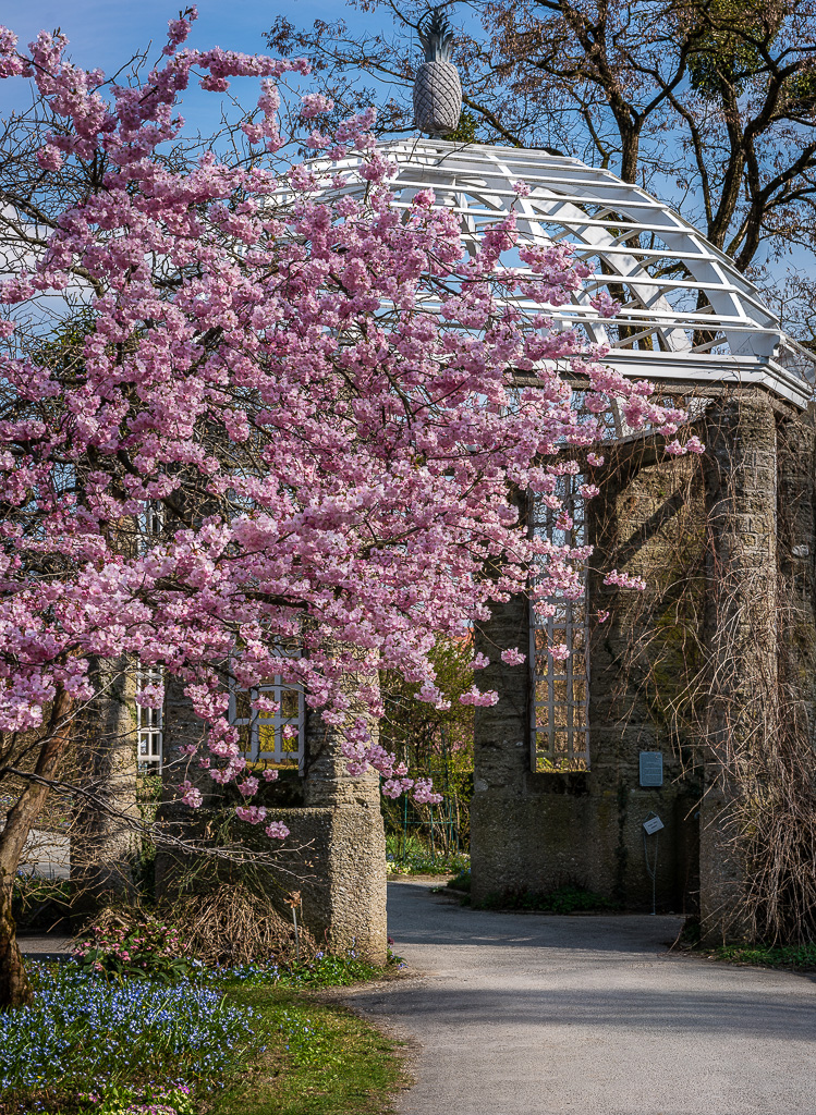 Kirschbaumblüte