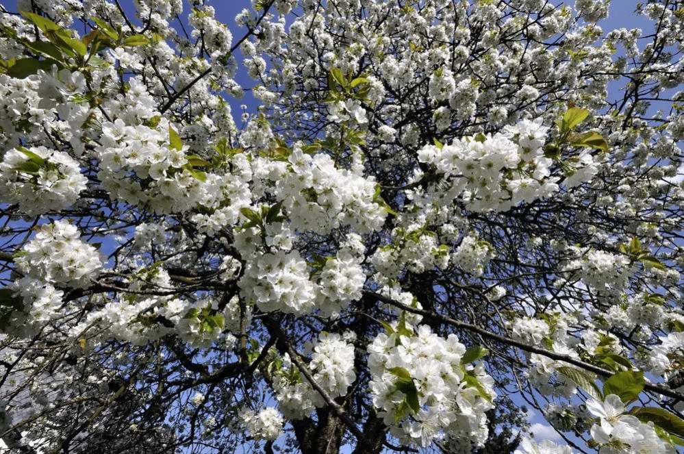 Kirschblüte 1