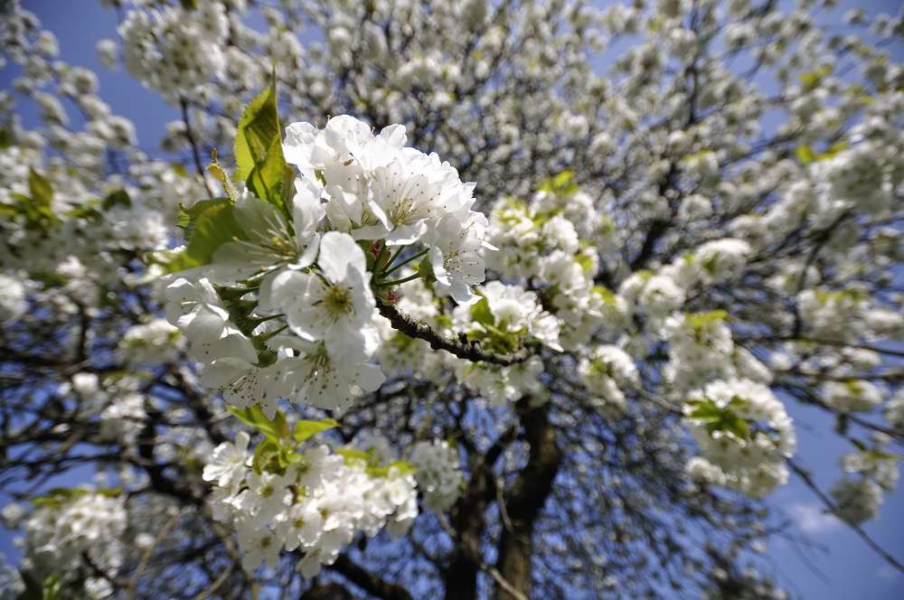 Kirschblüte 2