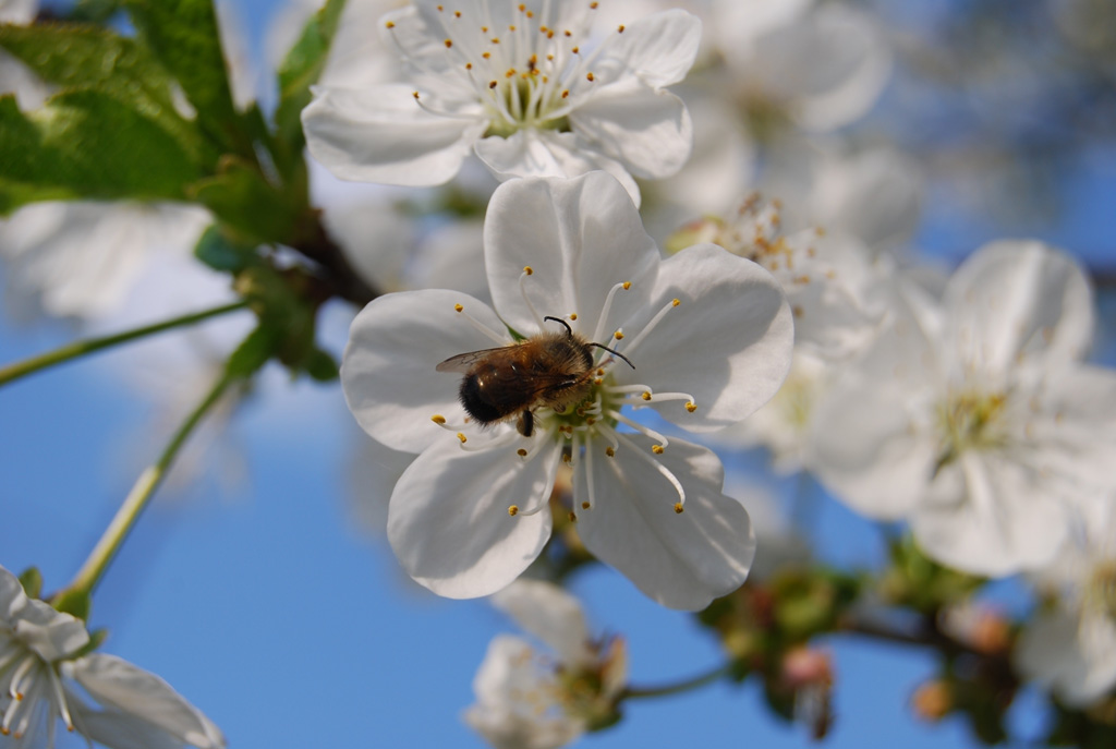 Kirschblüte 2008