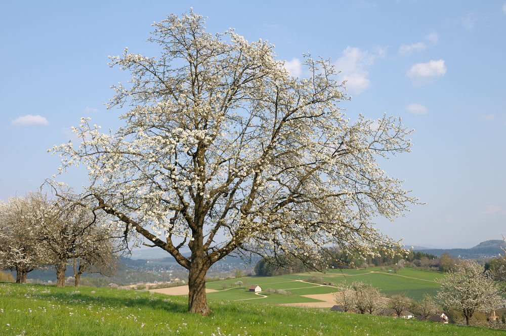 Kirschblüte April