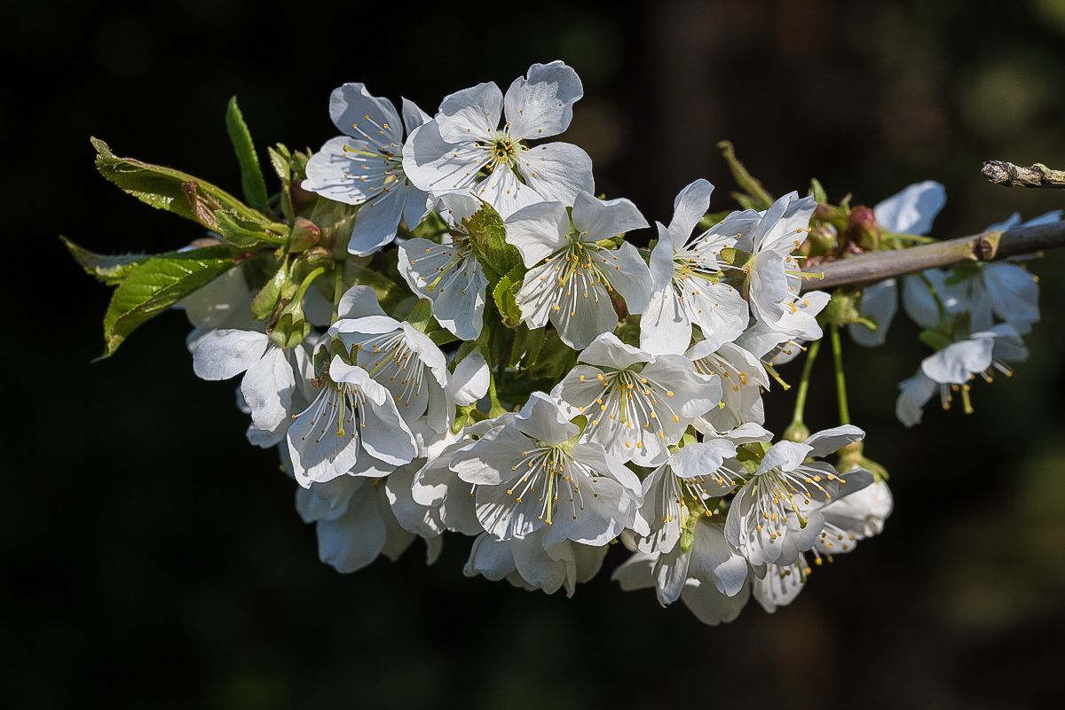 Kirschblüte.jpg