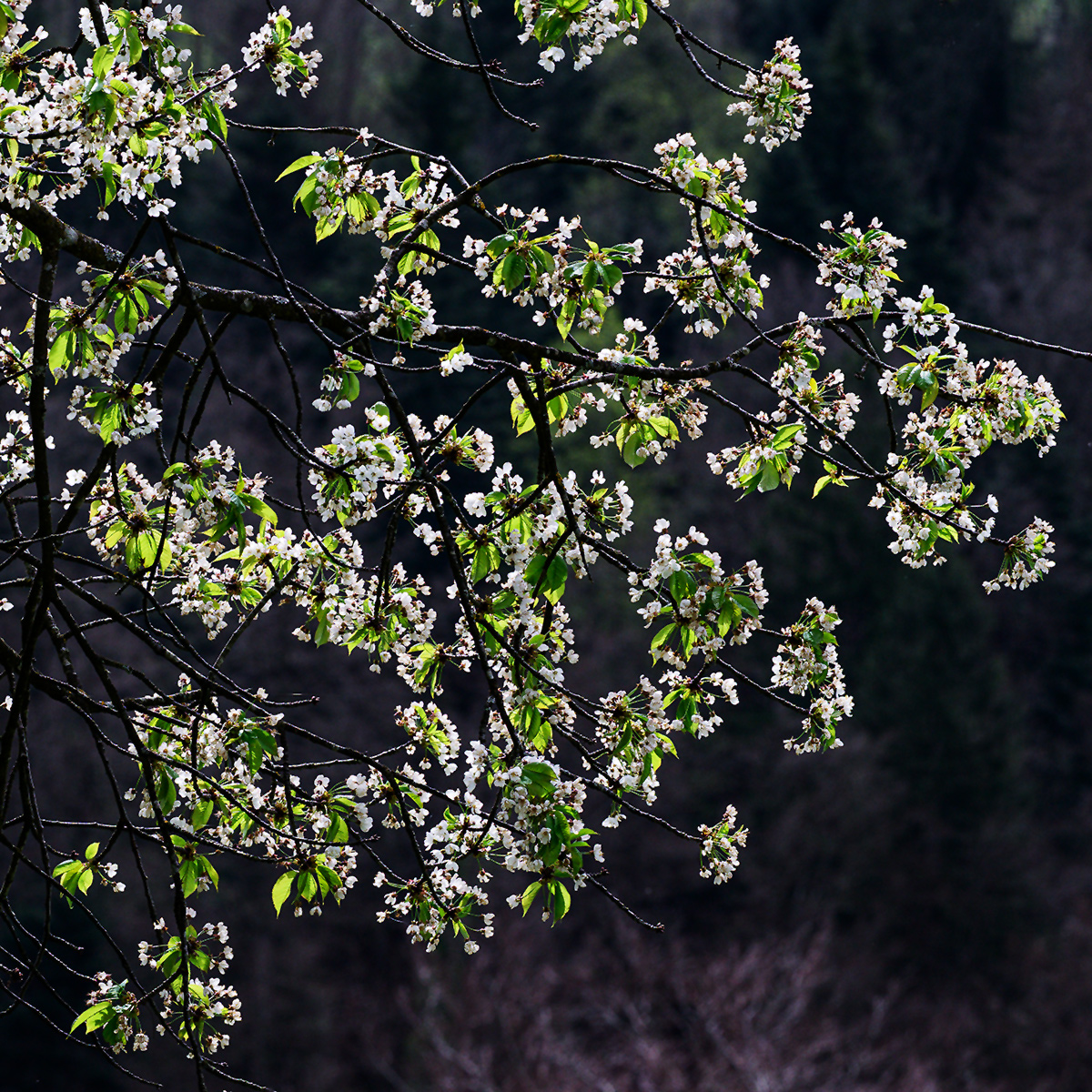 Kirschblüte.jpg