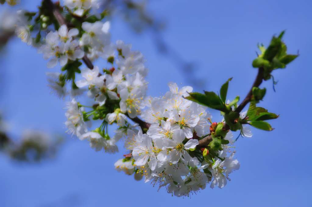 kirschblüte makro