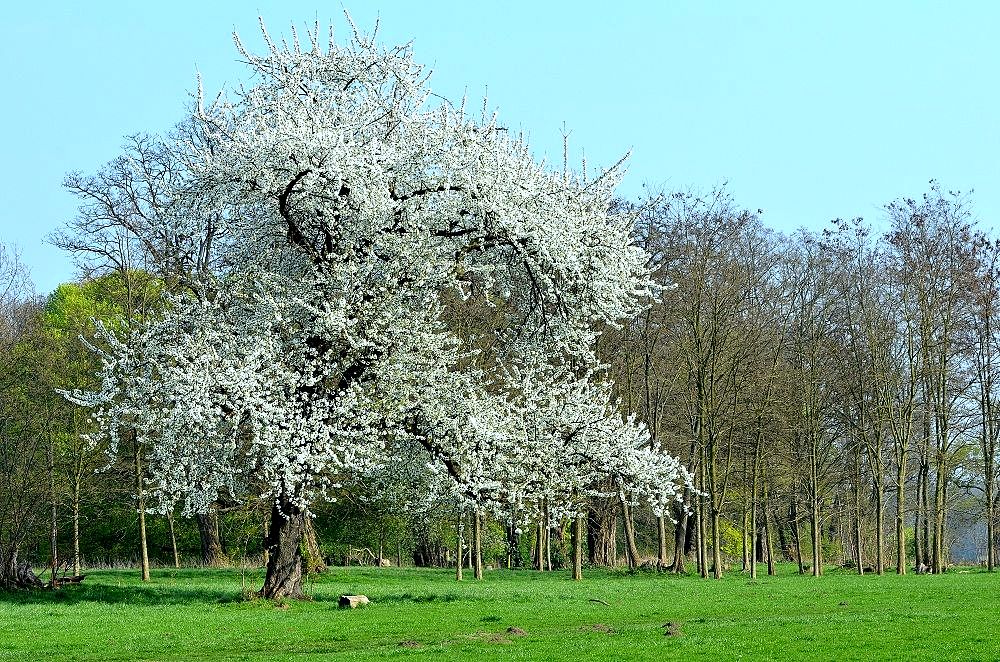 Kirschblüte