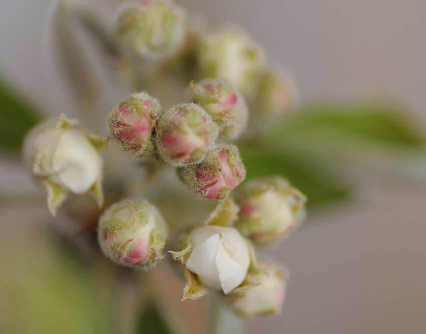 Kirschblüte