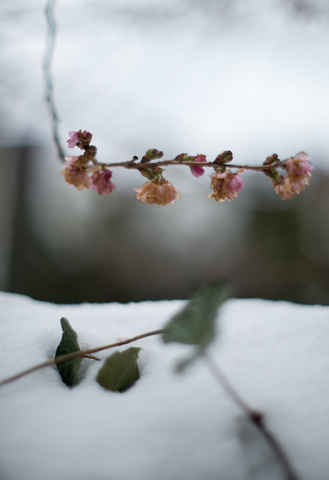 kirschblüte