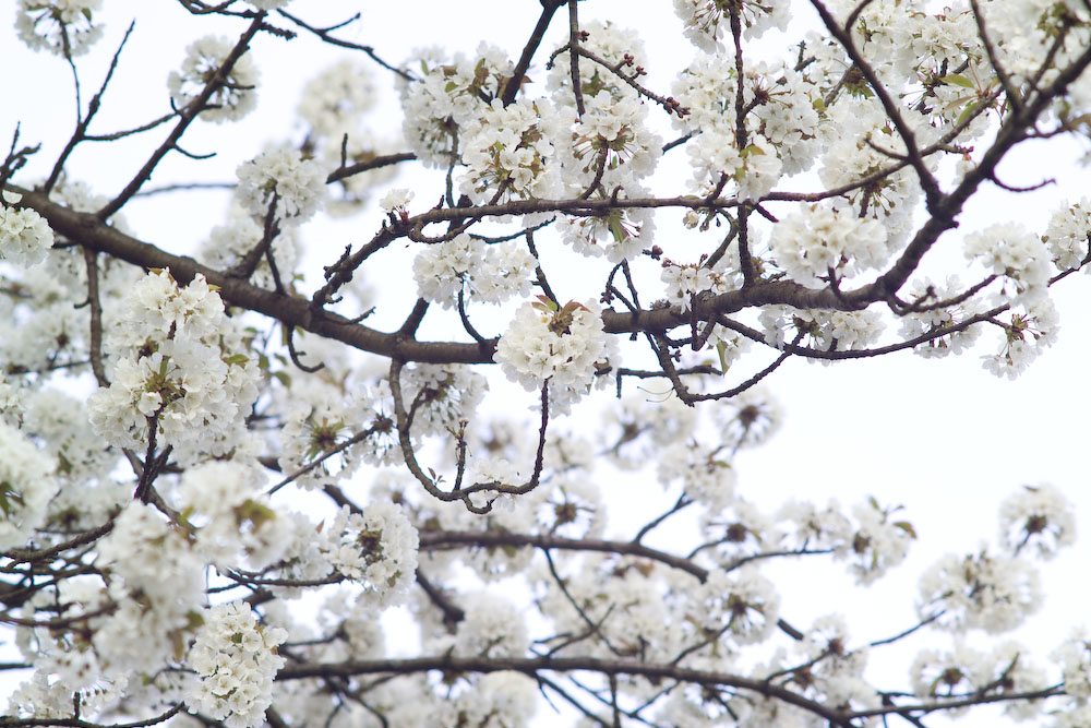 Kirschblüte