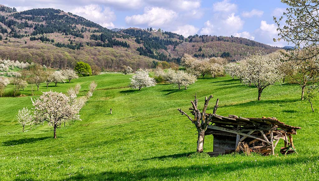 Kirschblüte
