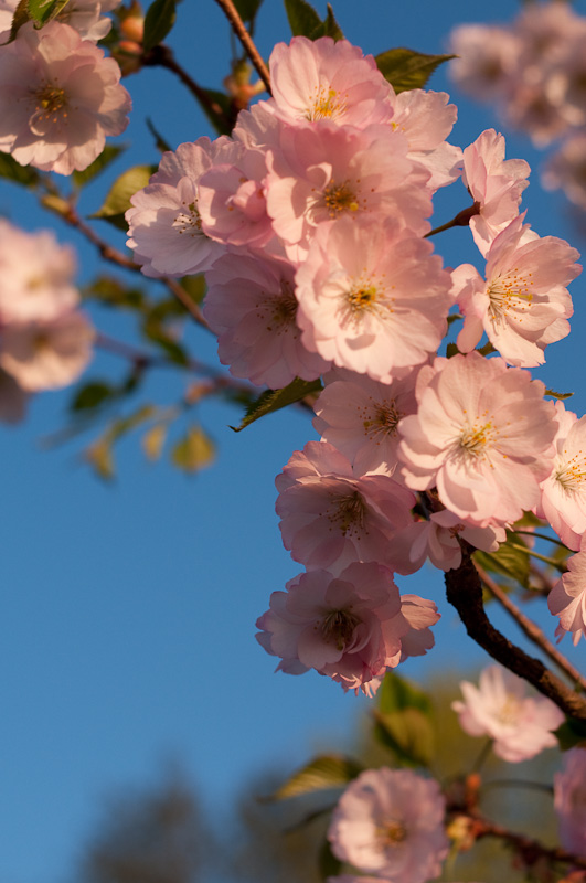Kirschblüte