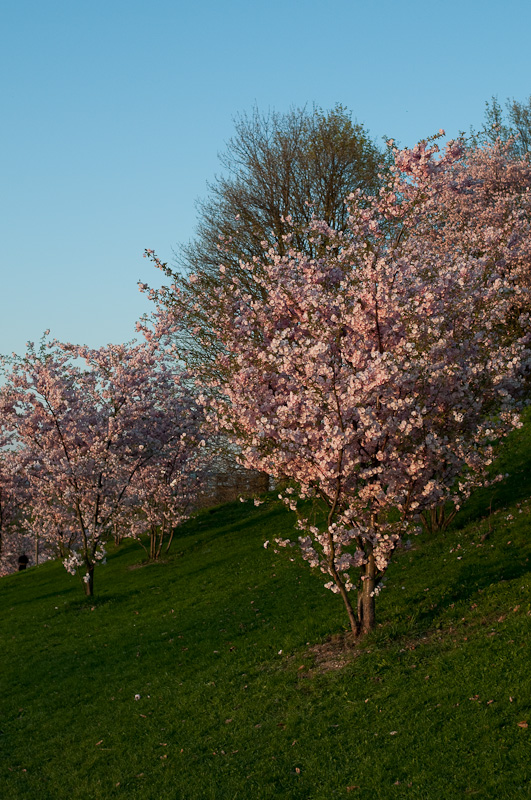 Kirschblüte