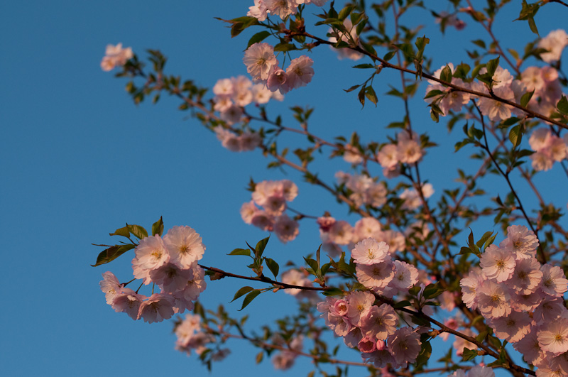 Kirschblüte