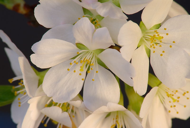 Kirschblüte