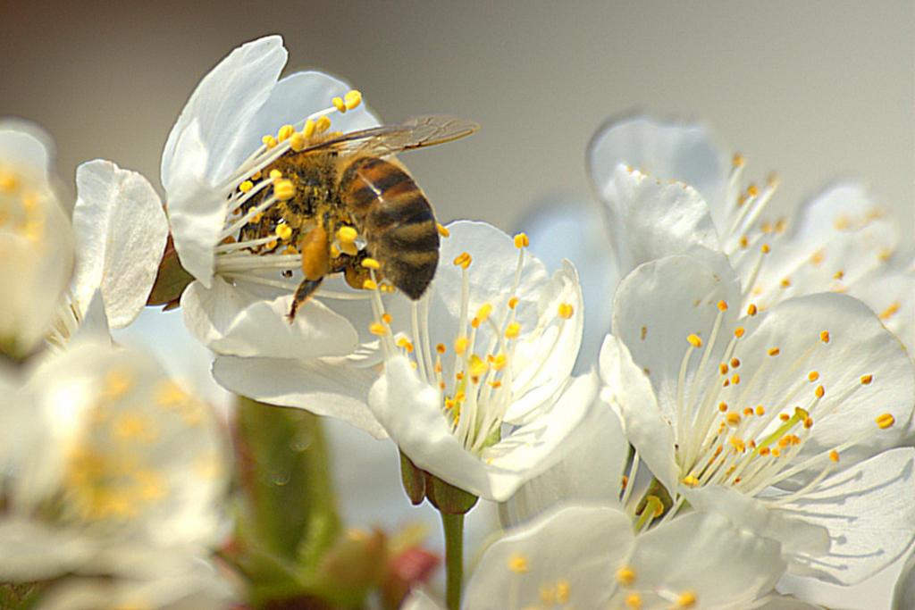Kirschblüte