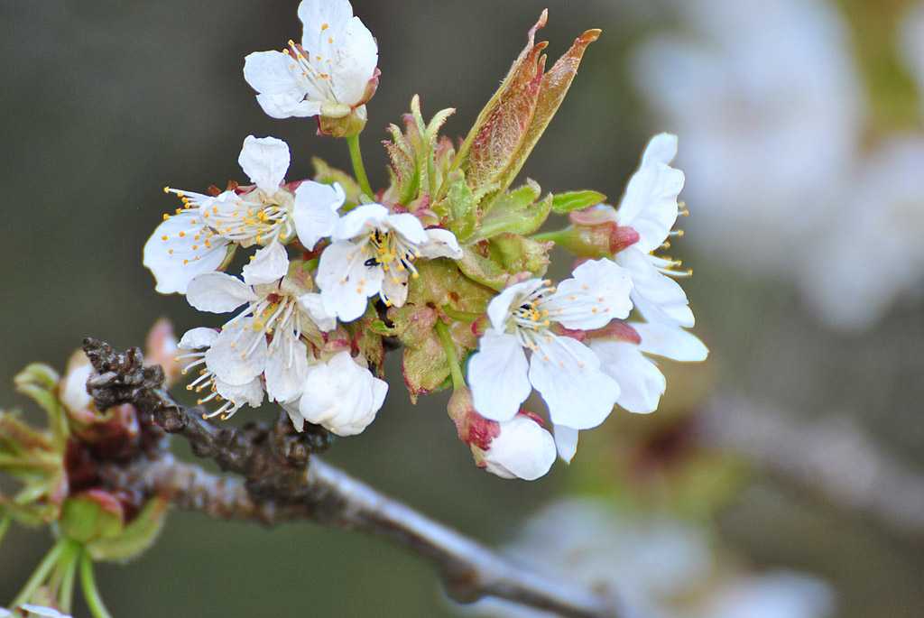 Kirschblüte1