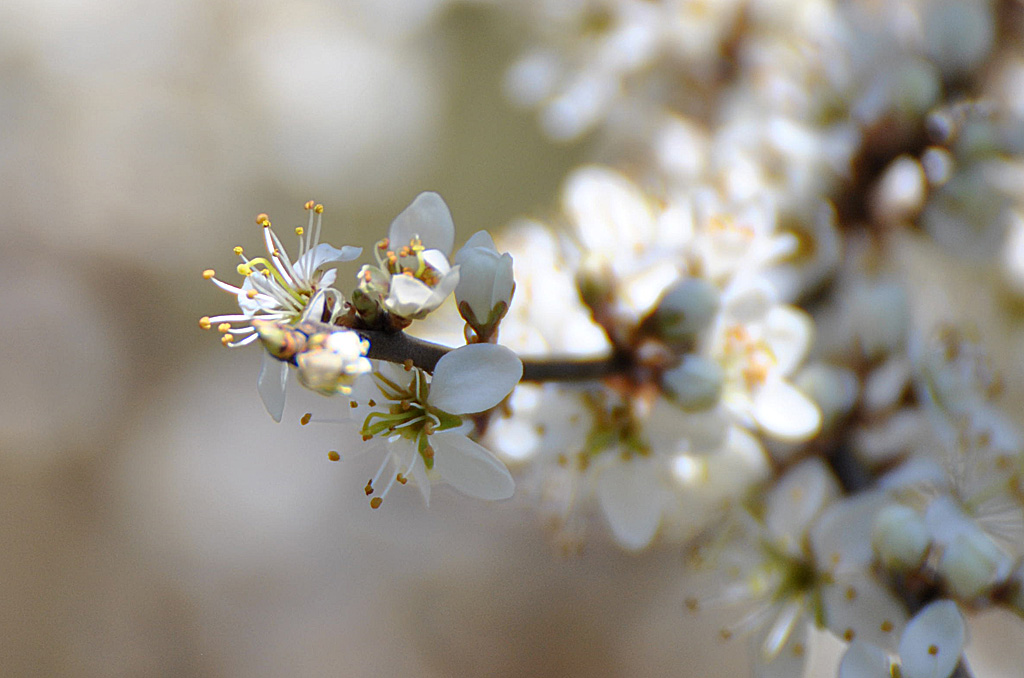 Kirschblüte1