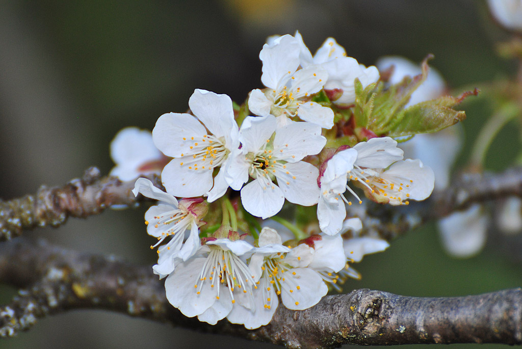 Kirschblüte2