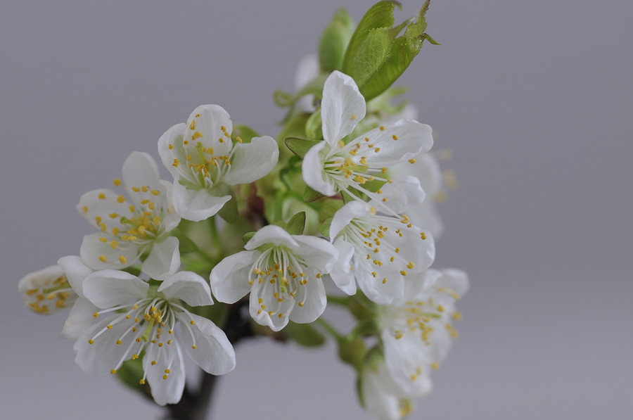 Kirschblüten 10 forum