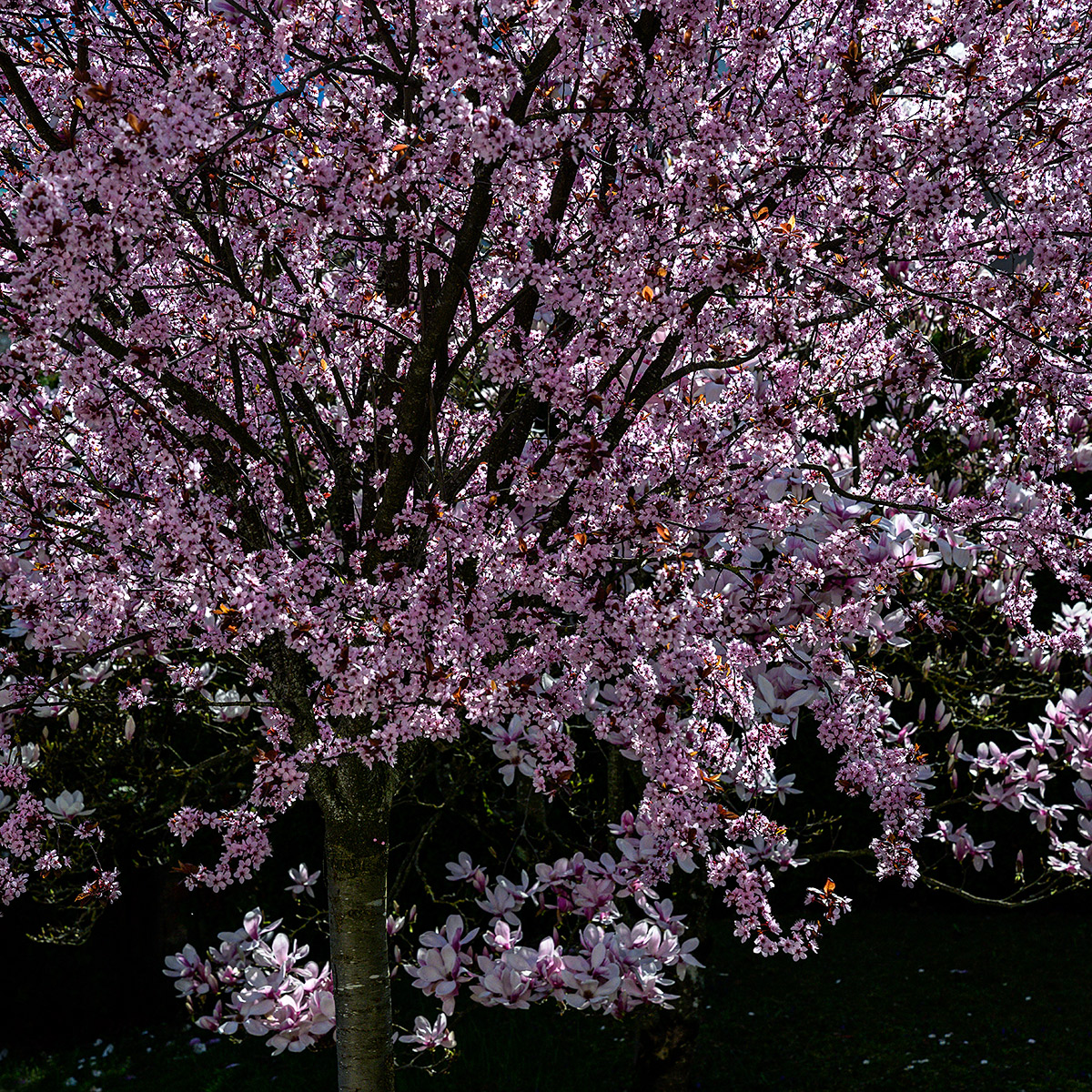 Kirschblüten.jpg