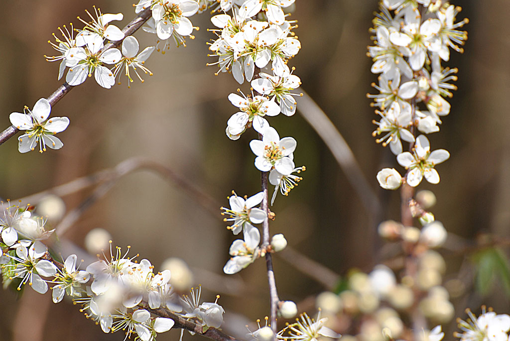 Kirschblüten