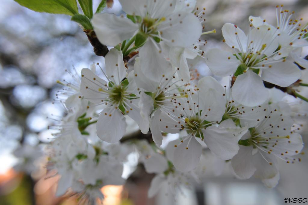 Kirschblüten
