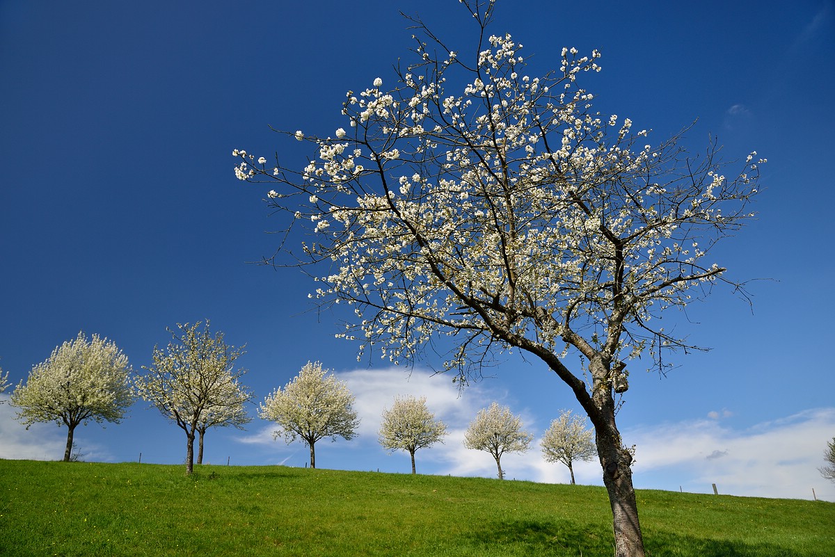 Kirschblüten