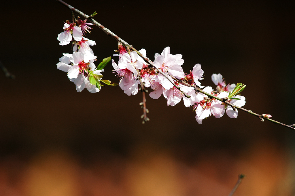 Kirschblüten