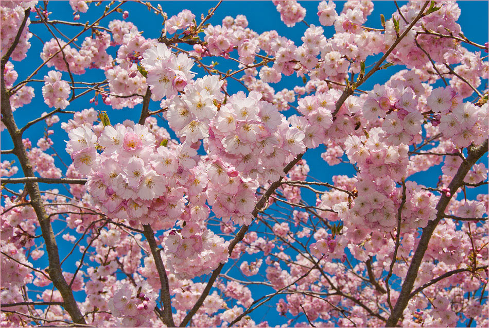Kirschblüten1