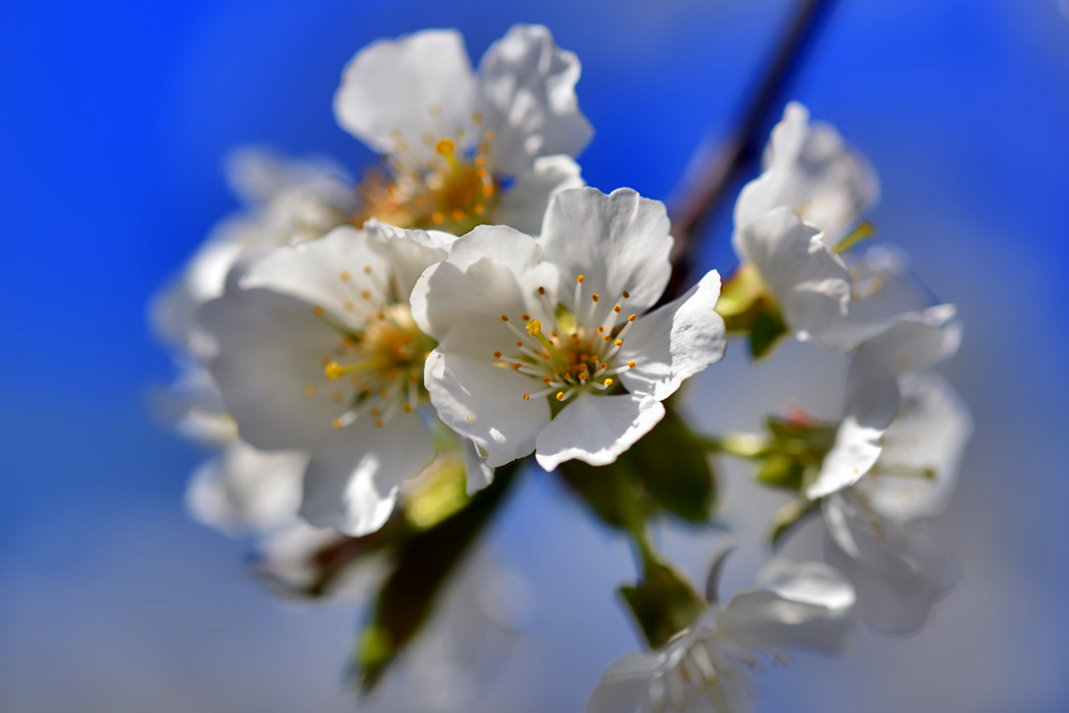 kirschblüten_1200.jpg