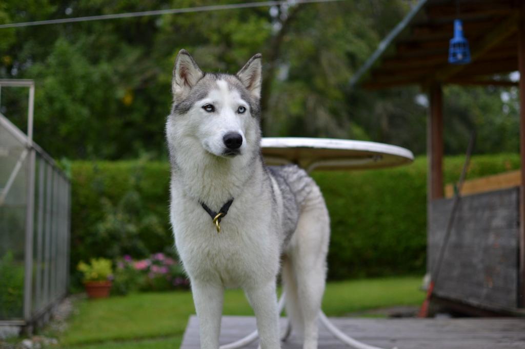 Kisha alles im Blick