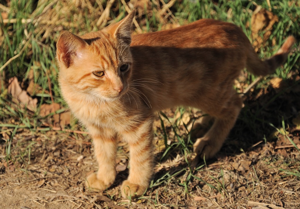 kitty
