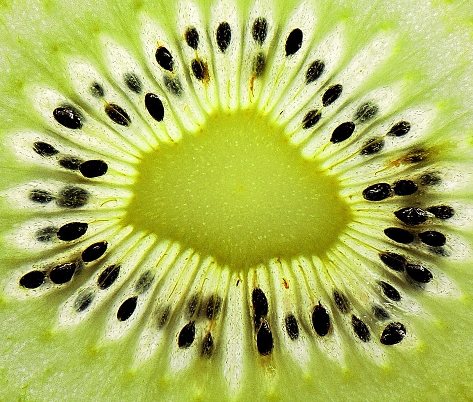 KIWI ausschnitt