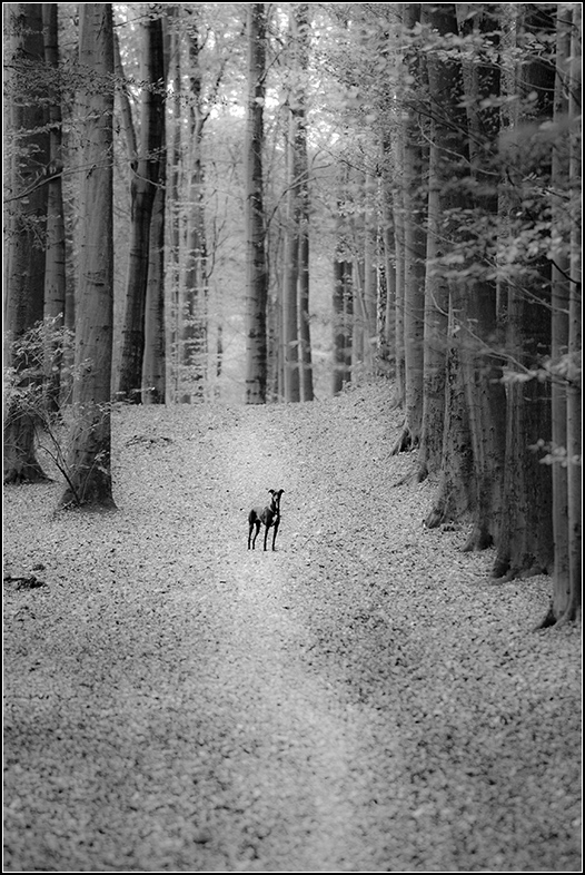 klarer Hund
