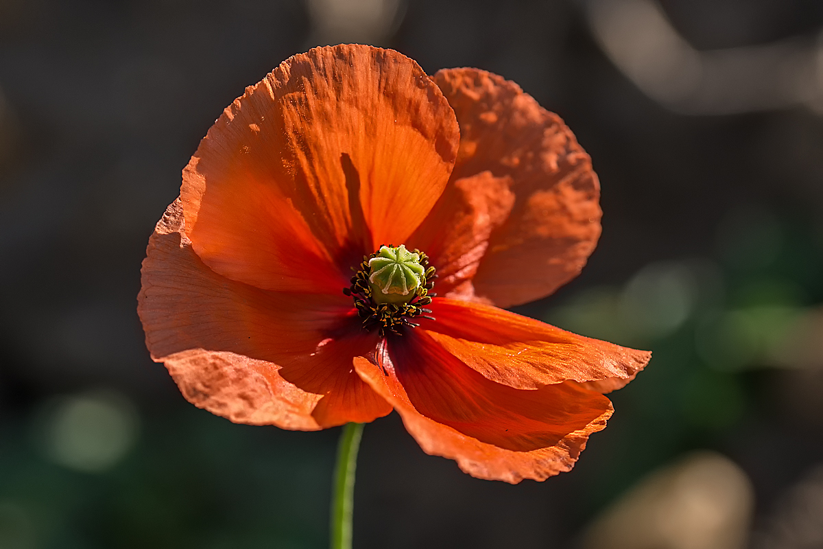 Klatschmohn 1.jpg