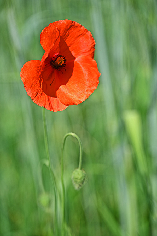 Klatschmohn 2.jpg