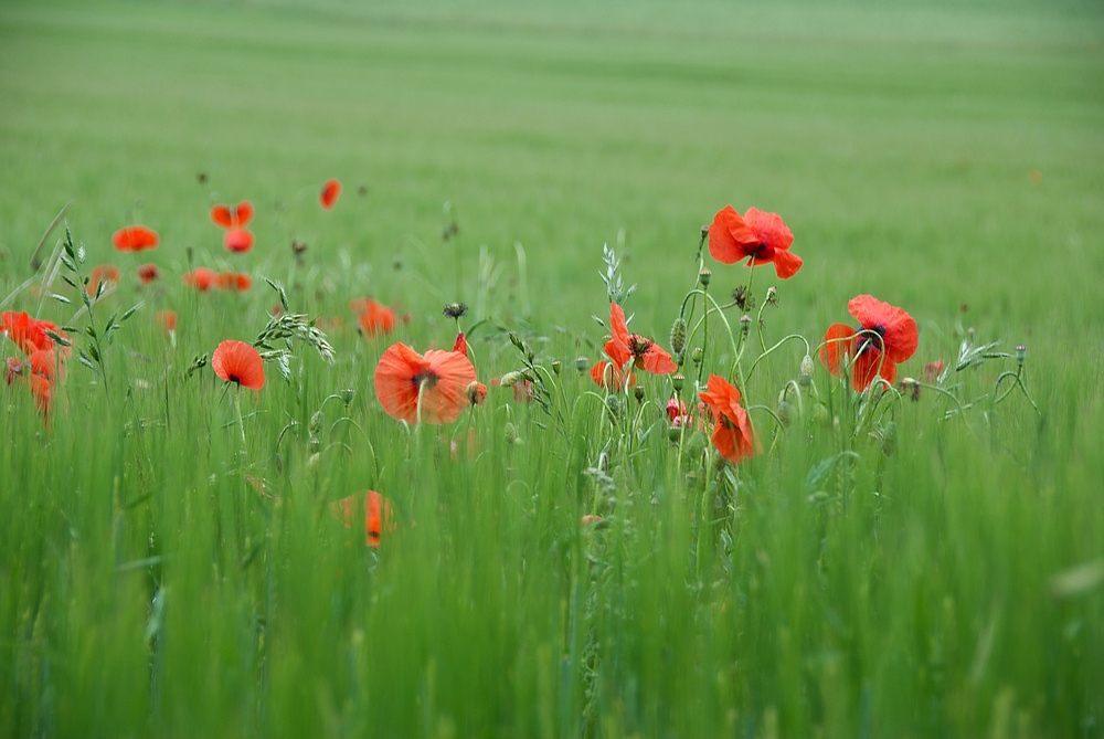 Klatschmohn