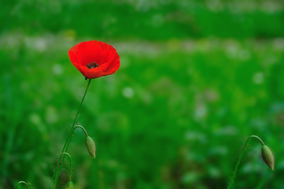 Klatschmohn