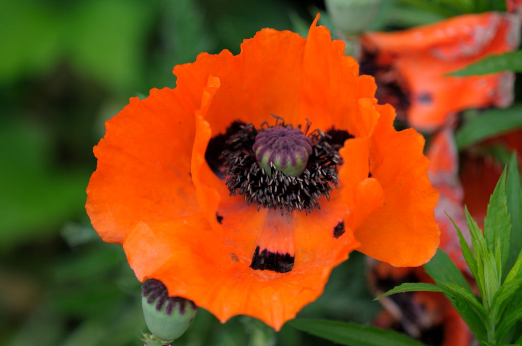 Klatschmohn