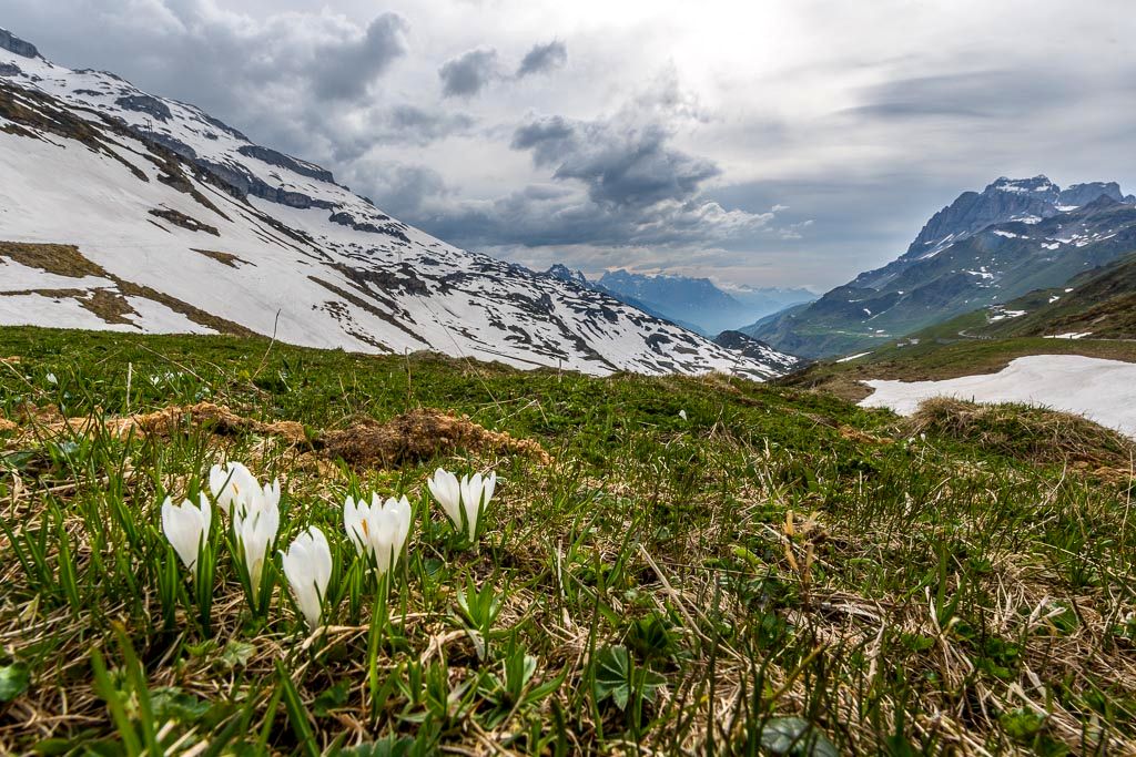 Klausenpass im Mai, 14-24, D800