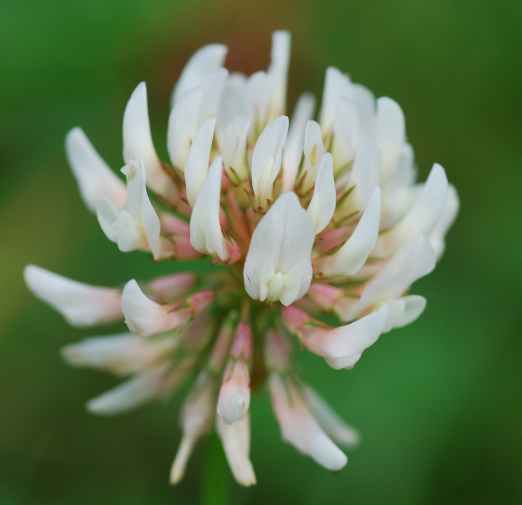 Klebeblüte auf dem Rasen