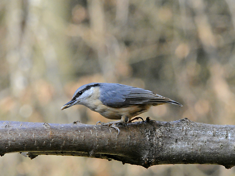 Kleiber (neuer Futterplatz)