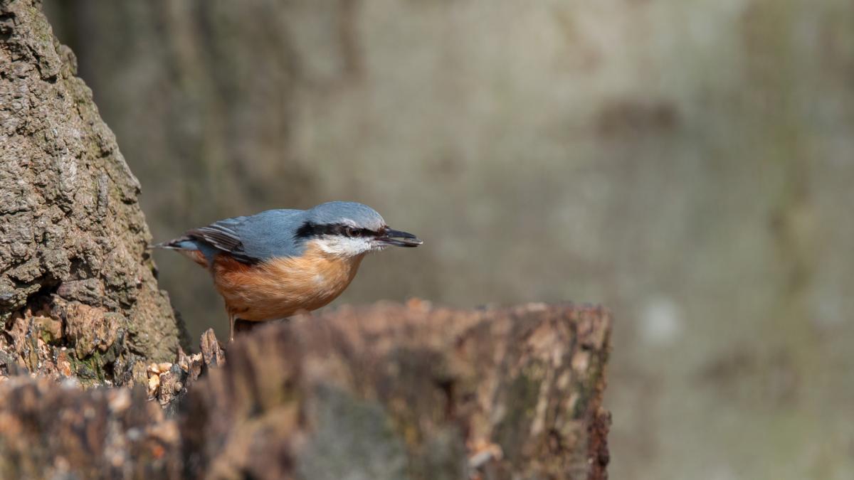 Kleiber