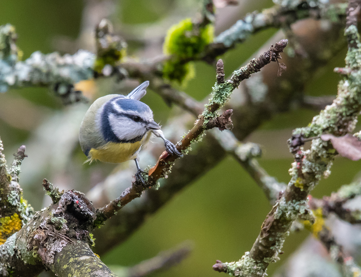 kleinBlaumeise.jpg