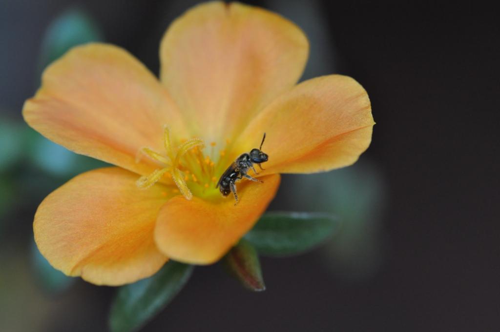 kleine Biene